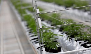 Plantas de cannabis en un invernadero en Portugal. REUTERS/Rafael Marchante