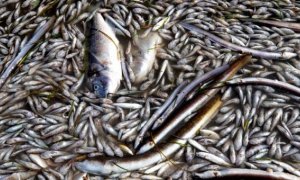 Las redes aparecen llenas de peces muertos para denunciar lo que está ocurriendo en el Mar Menor