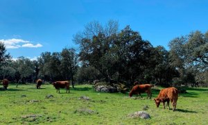 La agricultura ecológica de la región recibió en el primer semestre 57 millones de euros en ayudas