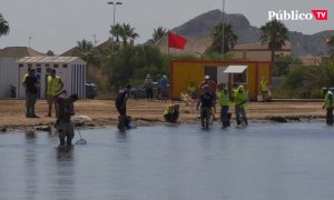 Cierran ocho playas de La Manga para retirar peces muertos del Mar Menor