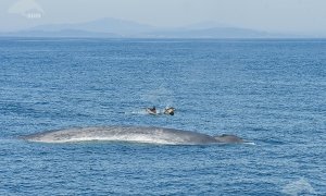 Las ballenas azules, gigantes del mar, vuelven a Galicia