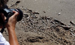 Peces muertos aparecen en las orillas de las playas del Mar Menor