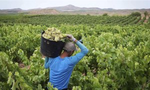 La patronal agraria culpa al Ingreso Mínimo Vital de la falta de trabajadores en la vendimia: "Prefieren quedarse en casa"