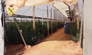 Intervenidas 125.000 plantas de "cannabis" en ocho plantaciones de cáñamo en Almería