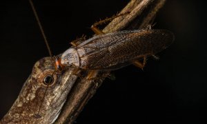 Fotografía de una cucaracha bebiendo las lágrimas de un lagarto en marzo de 2019 en la Amazonía ecuatoriana.