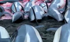 Imagen de la matanza de delfines de las Islas Feroe.