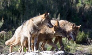 Varios lobos ibéricos del Centro del Lobo Ibérico en localidad de Robledo de Sanabria.
