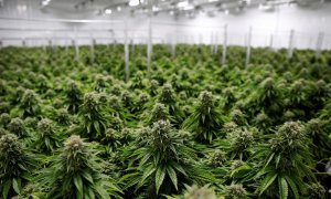 Plantas de marihuana en Smiths Falls (Ontario, Canadá). REUTERS/Blair Gable