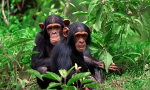Dos chimpancés en libertad en África