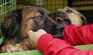 Perros en centro de acogida