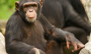 Principia Marsupia - ¿Qué nos separa de los chimpancés y nos hace humanos?