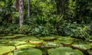 Ecologismo de emergencia - La COP-26 y la lección de un dinosaurio