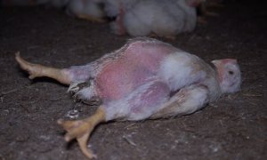 Imagen de un pollo de engorde en el suelo de una granja de Francia, proveedora del Grupo AN.