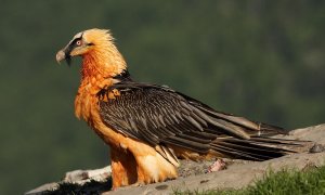 Un ejemplar de quebrantahuesos ('Gypaetus barbatus')