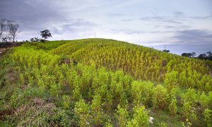 Campos sembrados de hoja de coca en la vereda Km 25 del municipio de Tibú