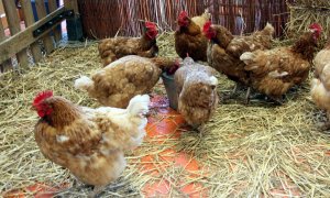 Un grup de gallines s'alimenta de gra al Mercat del Ram.