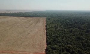 Bolsonaro deja de monitorear la deforestación de la sabana más rica en especies del mundo