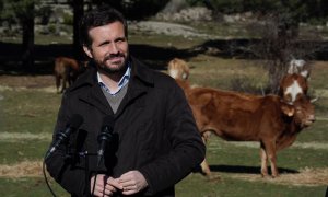 El presidente nacional del PP, Pablo Casado, este viernes en una visita a una explotación ganadera en Navas del Marqués (Ávila).