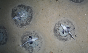 Imagen de nidos de peces de hielo custodiados por un adulto.