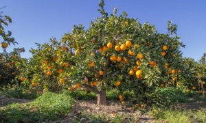 Tarongers al País Valencià.