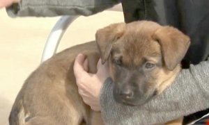 Un juzgado de Oviedo, pionero en considerar a un perro como un ser dotado de sensibilidad