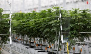 Imagen de una plantación de cannabis en la localidad portuguesa de Cantanhede, en el distrito de Coimbra. REUTERS/Rafael Marchante
