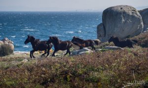 Los últimos caballos salvajes atlánticos, contra la invasión eólica