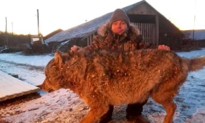 El granjero de Novotrotskoye, en el Óblast Autónomo Hebreo, en el Extremo Oriente ruso, posa con la loba que mató con sus propias manos en venganza por la muerte de un caballo y dos de sus perros. La foto fue tomada por otro vecino del asentamiento y divu