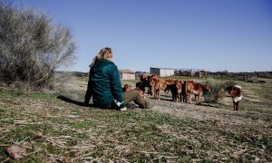 Una mujer observa el ganado en una finca de ganadería extensiva en Colmenar Viejo (Madrid). E.P./Carlos Luján