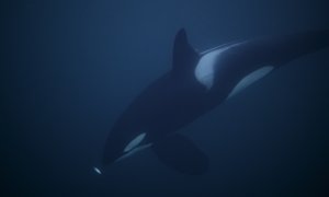 Una orca hembra atrapa un arenque mientras nada en la región del fiordo Reisafjorden, cerca de la ciudad norteña noruega de Tromso en el Círculo Polar Ártico, el 13 de enero de 2019.