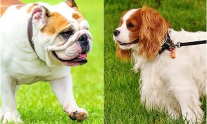 A la izquierda, un bulldog francés, y a la derecha, un cavalier king charles spaniel.