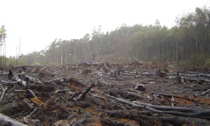 La UE, responsable de al menos un 16% de la deforestación asociada al comercio internacional