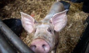 Un cerdo, en el centro de acogida temporal para animales de granja de El Paso, a 6 de noviembre de 2021, en El Paso, La Palma, Canarias.
