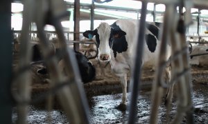 Una vaca lechera, de la raza bovina frisona, en las instalaciones de una granja manchega, a 19 de marzo, en Talavera de la Reina, Toledo.