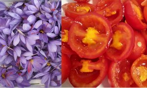 Investigadores de la UCLM crean el 'tomafrán', tomate modificado genéticamente que podría prevenir el alzhéimer
