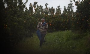 Un trabajador migrante en una plantación de mandarinas en Lepe (Huelva). CRISTINA QUICLER / AFP