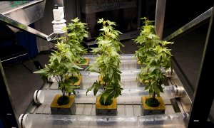 Plantas artificiales de marihuana fotografiadas sobre una mesa en el Cannabis World Congress & Business Exposition, celebrado en Nueva York en noviembre de 2021