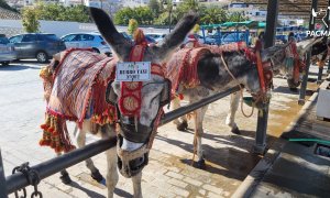 12/04/2022- Imagen de los burros-taxi de Mijas, Málaga, Andalucía, tomada en abril