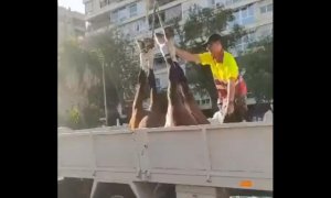 Imagen compartida por PACMA en redes sociales de un operario retirando un caballo de la Feria de Abril de Sevilla, a 3 de mayo de 2022.
