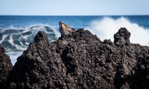Una de las aves propias de Canarias, el zarapito trinador, en Punta Mujeres, Lanzarote