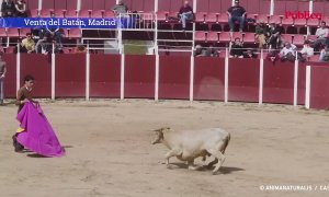 La crueldad de las becerradas en la Venta del Batán de Madrid