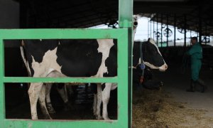 Una vaca lechera en las instalaciones de una granja láctea de Talavera de la Reina, Toledo, Castilla La Mancha.