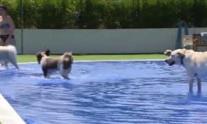 Los perros también tienen vacaciones