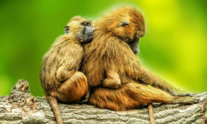 Los babuinos de Guinea son una especie muy tolerante y mantienen vínculos de amistad tanto con individuos del mismo sexo como de sexo opuesto. / Pixabay