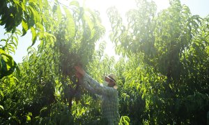 Un trabajador estacional búlgaro faena en los campos de Aragón, en una imagen de archivo