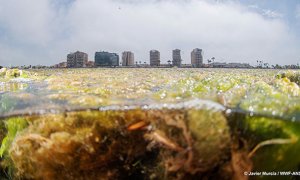 NO más vertidos al Mar Menor, de paraíso a 'sopa verde y marrón'