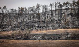 16/06/2022 - Zona forestal cremada a Castellar de la Ribera.