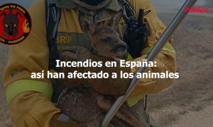 Incendios en España: así han afectado a los animales