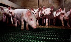 Macrogranjas de 6.000 cerdos, al ataque de la España rural  
