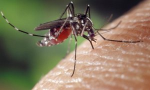 Los mosquitos Aedes aegypti y Aedes albopictus son vectores de los virus del zika y dengue.